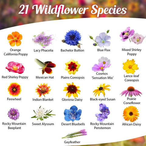 Beauty Beyond Belief open-pollinated bulk seed mix promotes biodiversity in sunny borders.