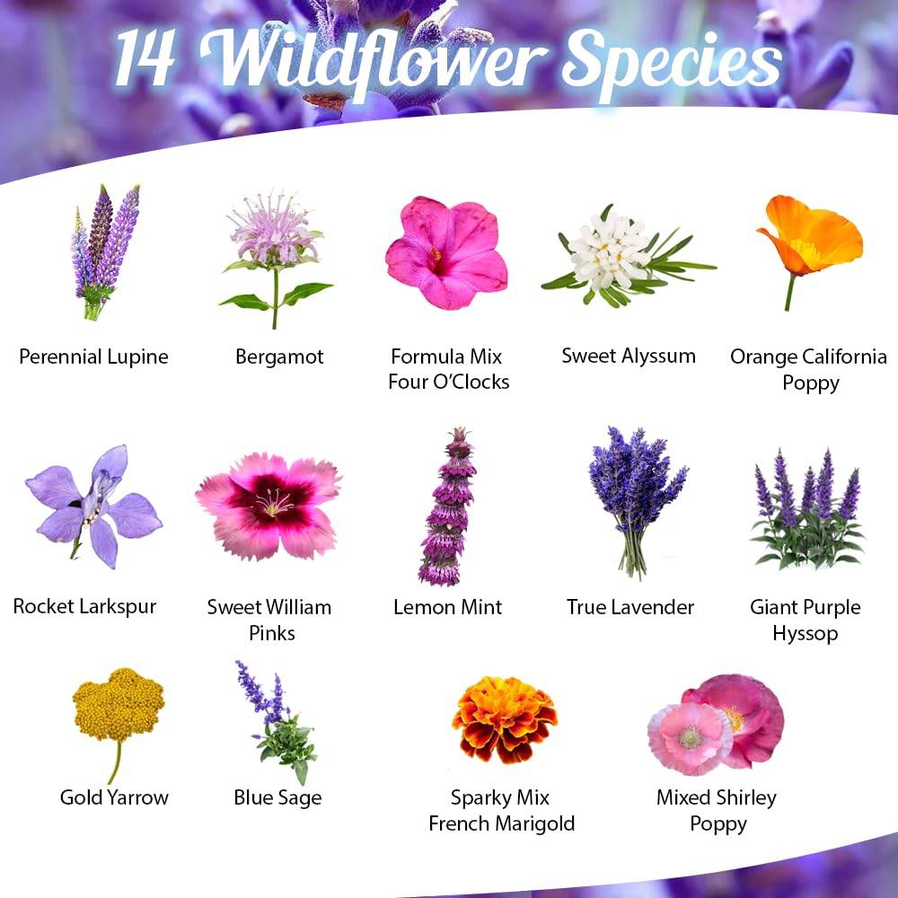 Beauty Beyond Belief open-pollinated seed mix supports pollinators across annuals and perennials.