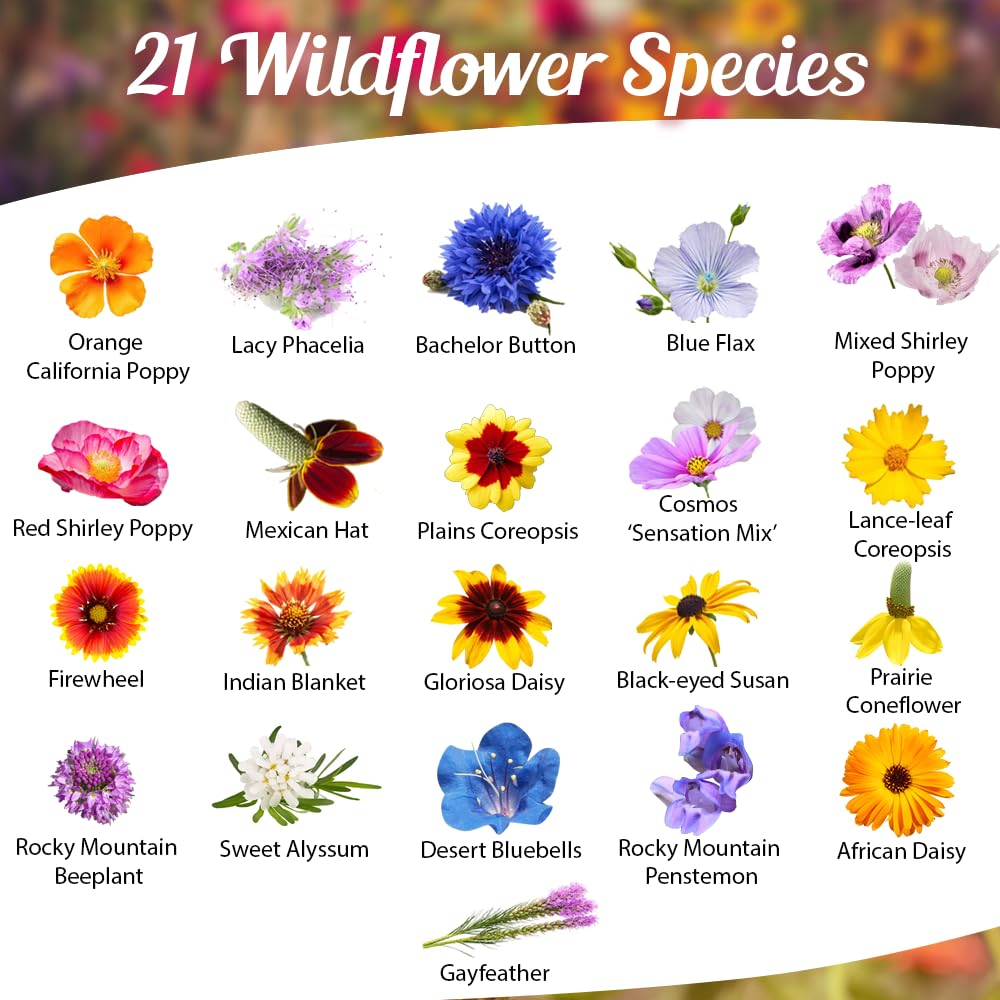 Beauty Beyond Belief open-pollinated wildflower seed mix supports diverse pollinator-friendly planting