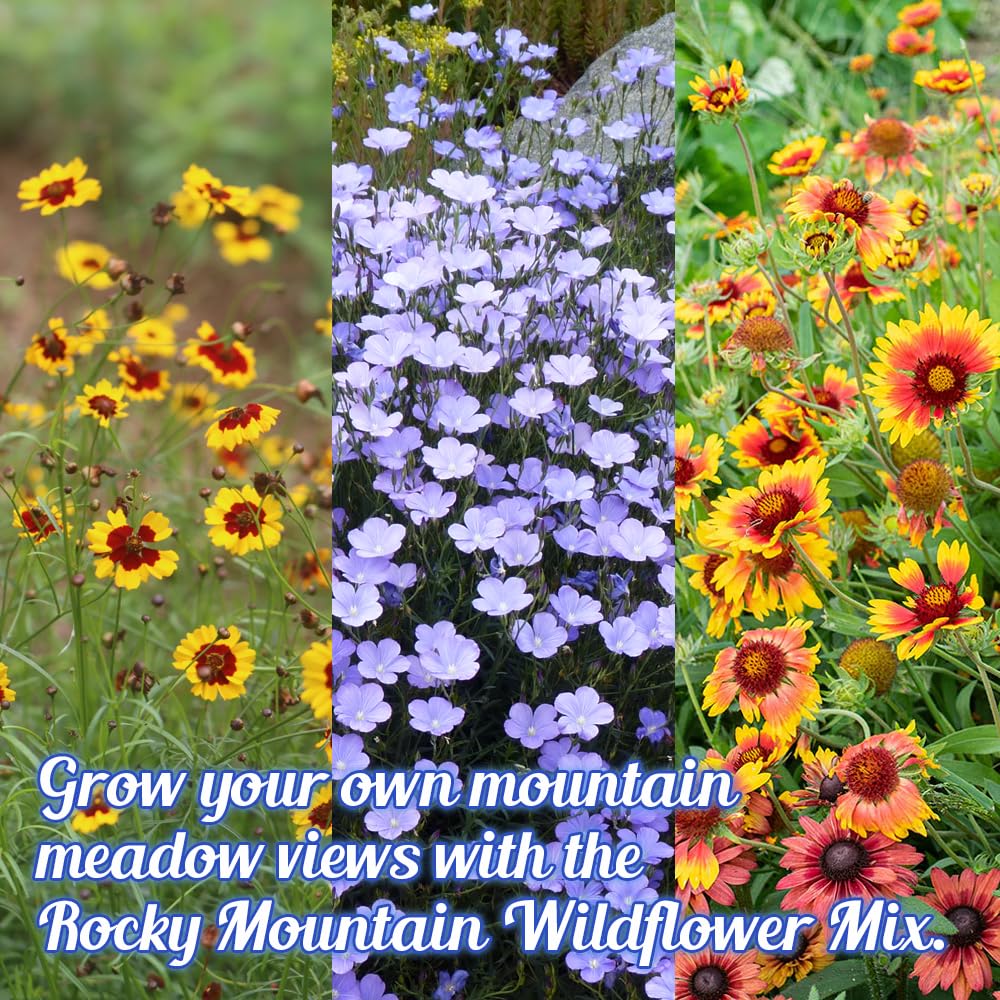 Beauty Beyond Belief seed mix coverage over 100 sq ft of colorful meadow