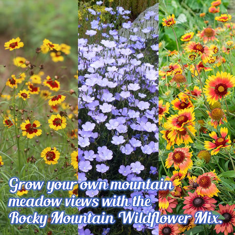 Beauty Beyond Belief seed mix coverage over 100 sq ft of colorful meadow