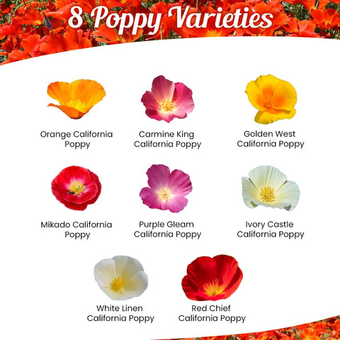 Beauty Beyond Belief Parade of Poppy seeds close-up highlighting vibrant blooms.