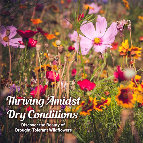 Beauty Beyond Belief perennial and annual mix provides lush, hardy coverage in drought-prone yards.