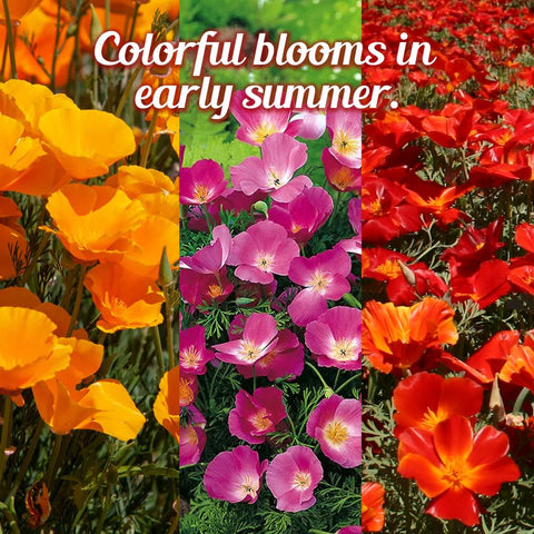 Beauty Beyond Belief Seeds that reseed naturally for year-after-year color.