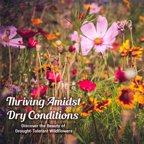 Beauty Beyond Belief 375 sq ft coverage indicates lush, full garden blooms