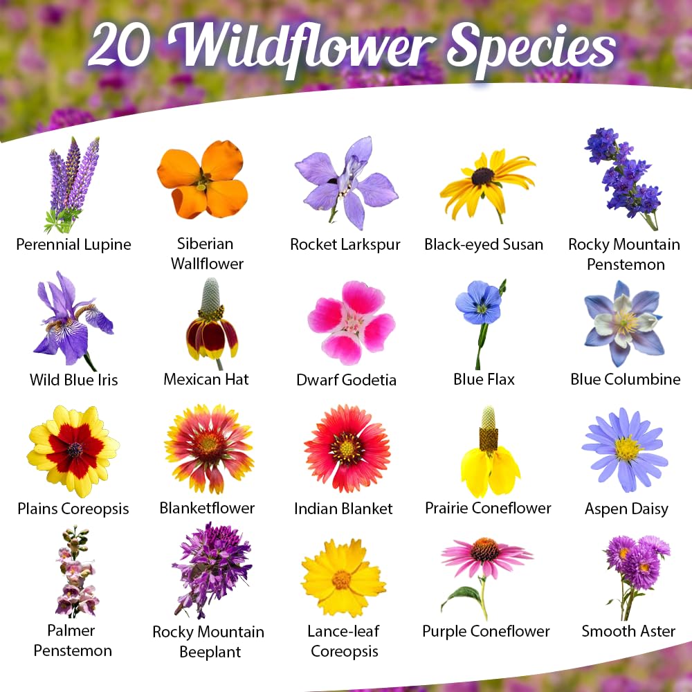 Beauty Beyond Belief wildflower meadow bloom closeup showing vibrant mountain color