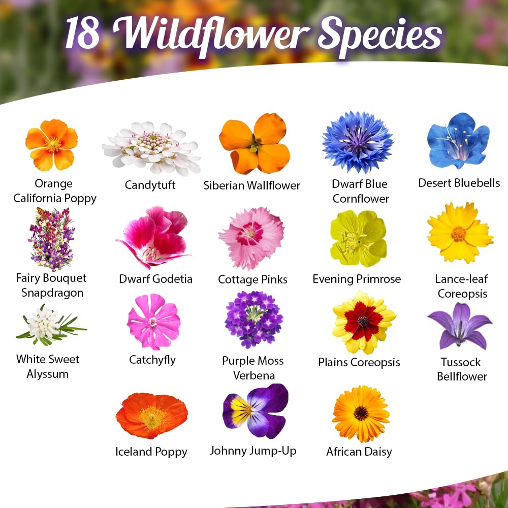 Beauty Beyond Belief wildflower seed mix close-up reveals tiny, vibrant seeds ready to sow.