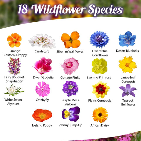 Beauty Beyond Belief wildflower seed mix close-up reveals tiny, vibrant seeds ready to sow.