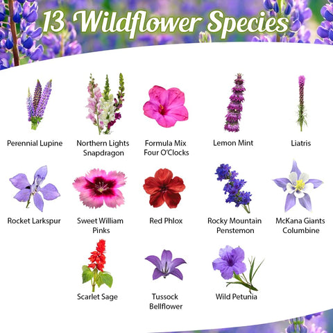 Wildflower seed mix from Beauty Beyond Belief providing 100 sq ft coverage.