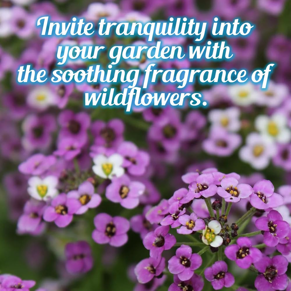 Beauty Beyond Belief wildflower seeds mix blooming-ready in patios and balconies