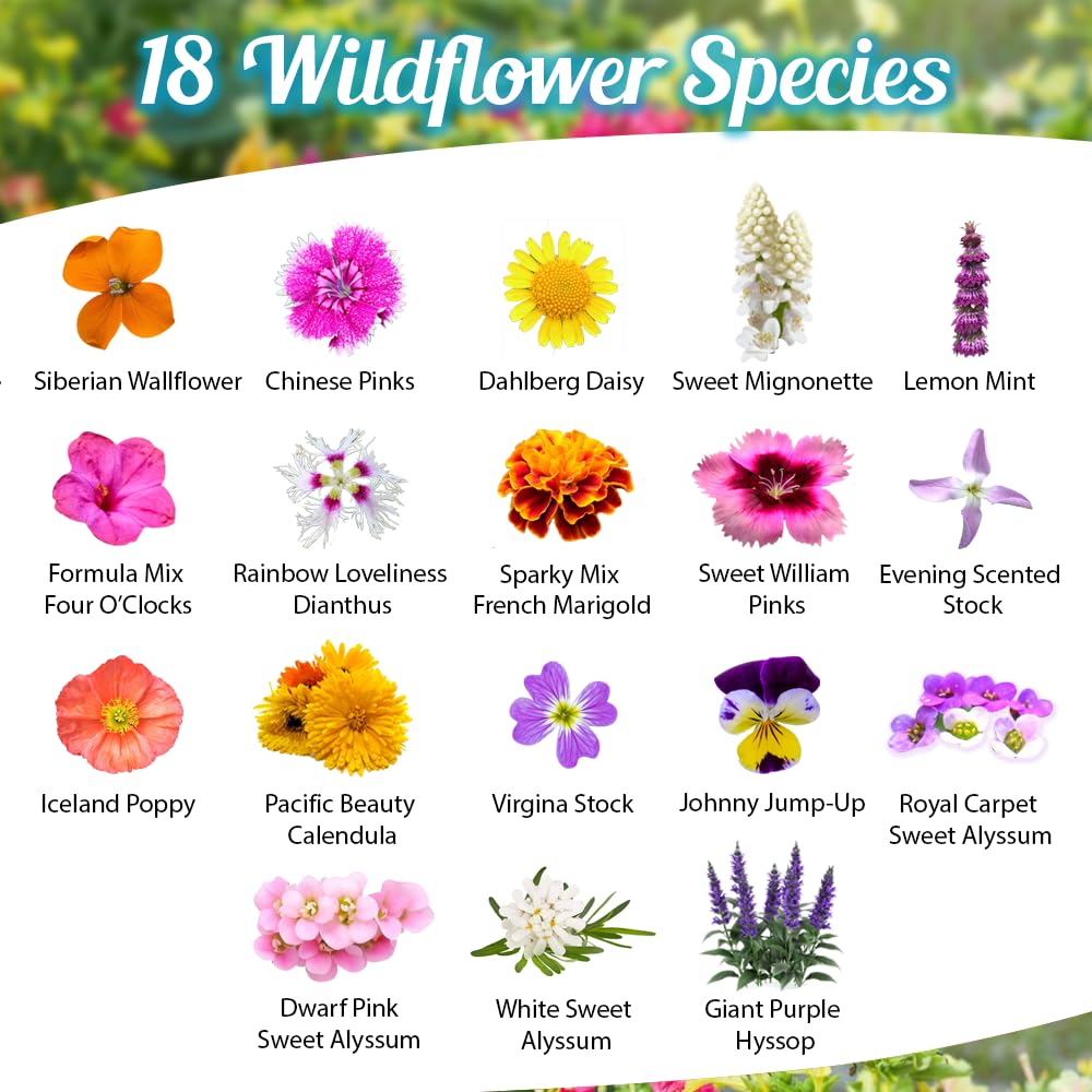 Beauty Beyond Belief wildflower seeds mix spread in garden bed attracts pollinators