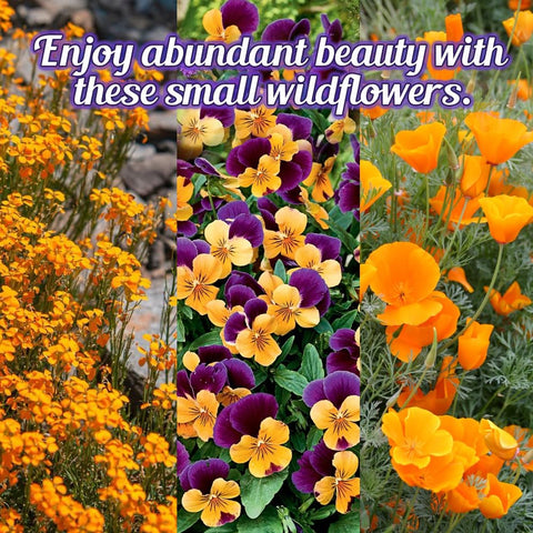 Beauty Beyond Belief wildflowers attract pollinators like bees and butterflies.