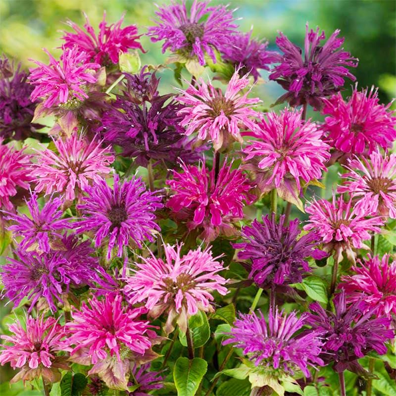 Bee Balm seeds thrive in well-draining soil with full sun to partial shade.