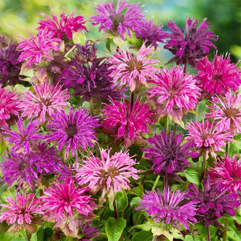 Bee Balm seeds thrive in well-draining soil with full sun to partial shade.