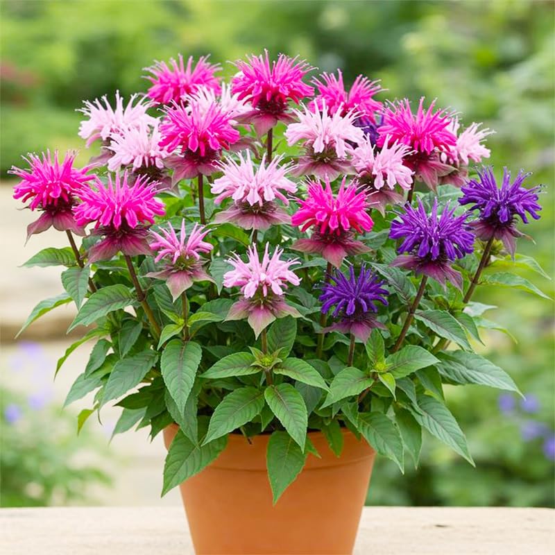 Bee Balm seeds are non GMO heirloom varieties ideal for borders and cut arrangements.