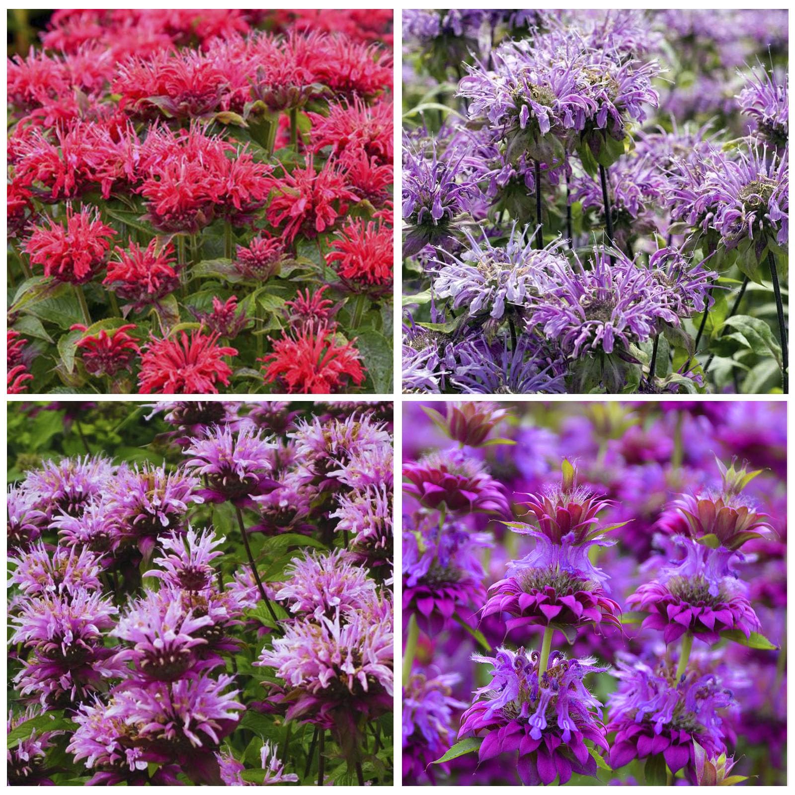 Bee Balm seeds yield vibrant flower clusters that attract pollinators to your garden.
