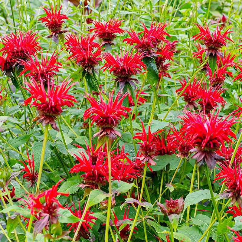 Bee Balm seeds draw hummingbirds and butterflies for a lively pollinator garden.