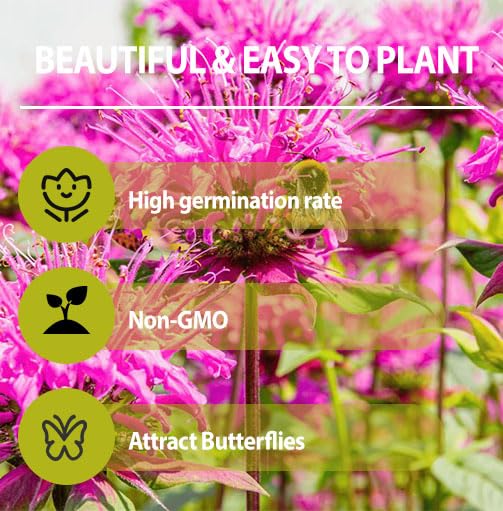 Bee Balm seeds perform best when kept in consistently moist soil in garden beds.