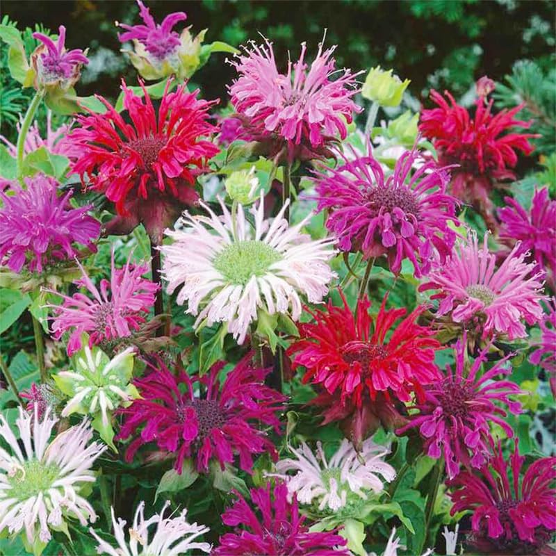 Bee Balm seeds grow an upright habit, perfect for back borders and focal displays.