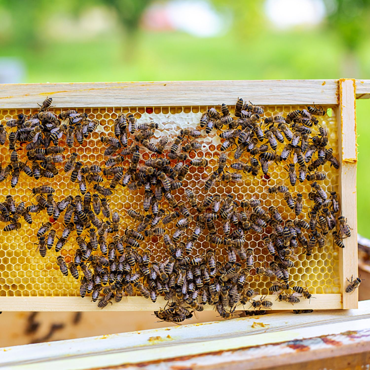 Beekeeping environment featuring BEEINN foundation sheets for hive building.