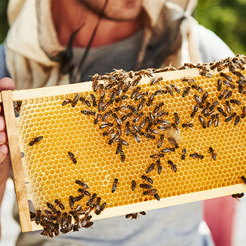 BEEINN responsive customer support for beekeeping supplies