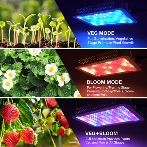 Beelux full-spectrum LED close-up highlights red LEDs for stronger blooms