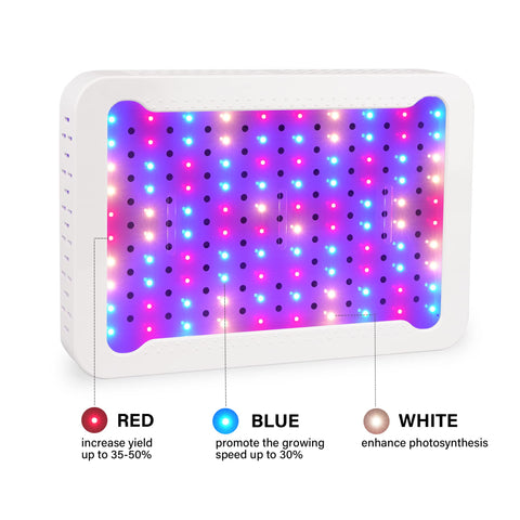 Beelux LED grow light installed in a tent supports year-round harvest