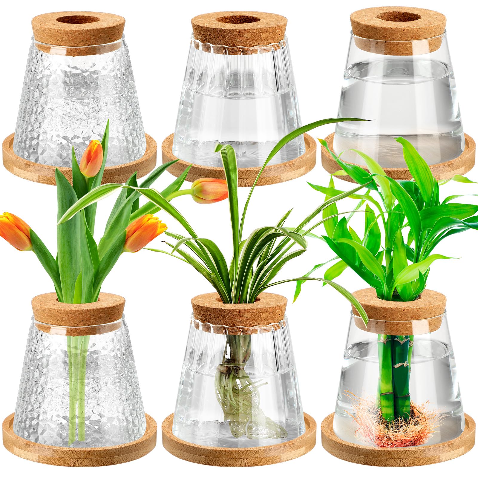 Beeveer six-pack glass jars for root viewing and desk decor