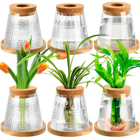 Beeveer six-pack glass jars for root viewing and desk decor
