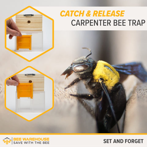 Bee Warehouse trap with five bee dams supports secure containment.