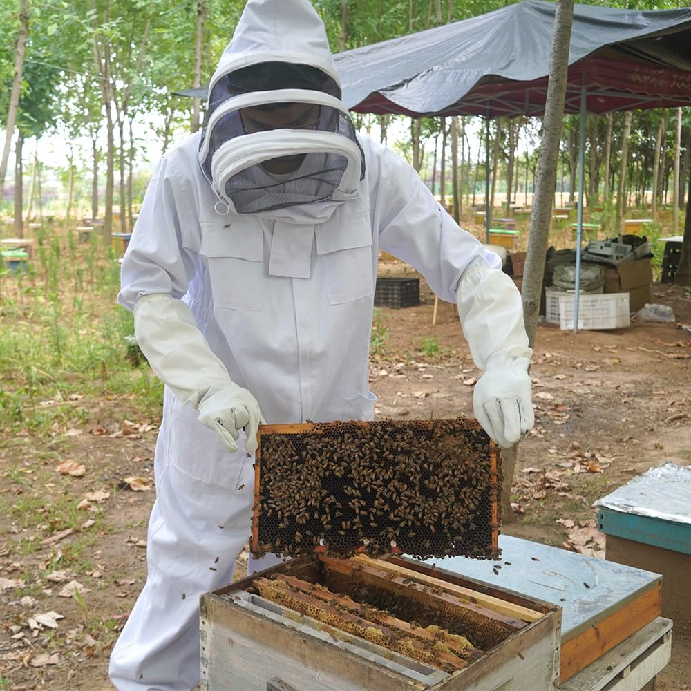 BEEXTM Langstroth deep-brood beekeeping frames support smooth harvesting and frame replacement.