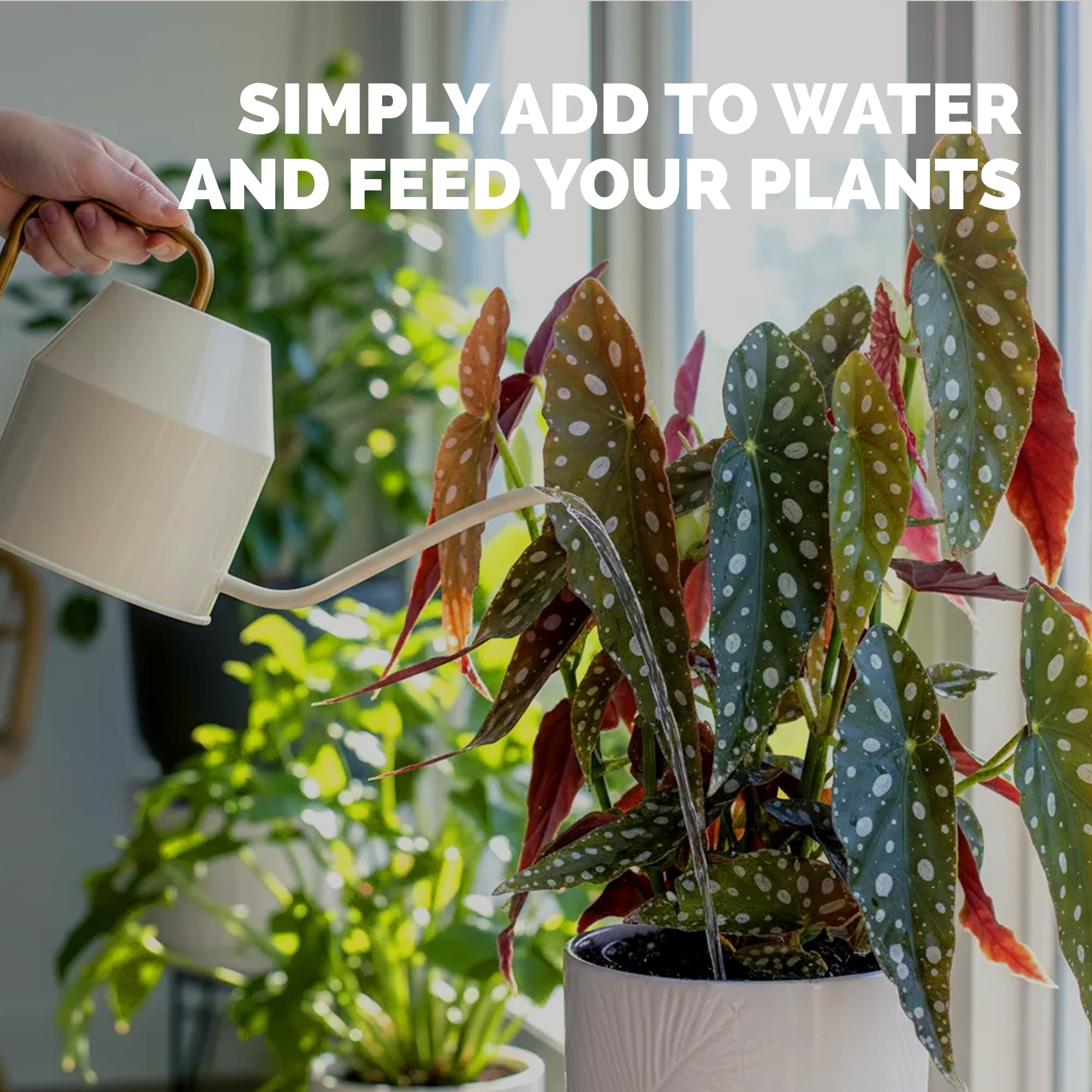TPS NUTRIENTS Begonia Fertilizer supports healthy growth in potted begonias.