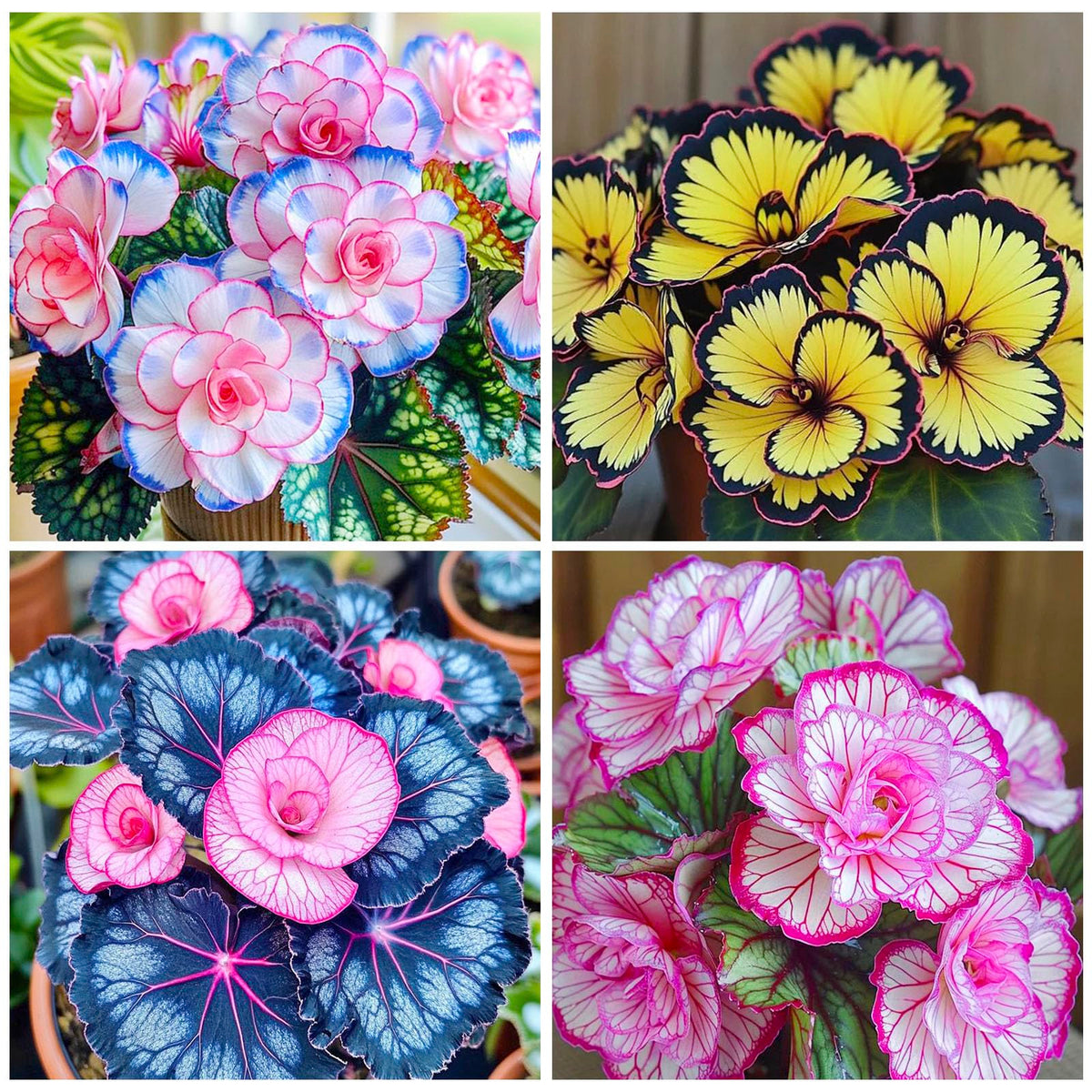 Begonia seeds 120-plus mix seed pack for bright patio planters.