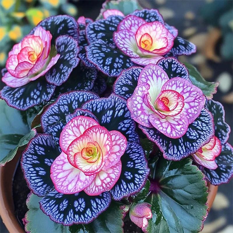 Begonia seeds balcony-container edition for compact urban gardening.