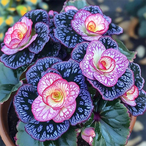 Begonia seeds balcony-container edition for compact urban gardening.