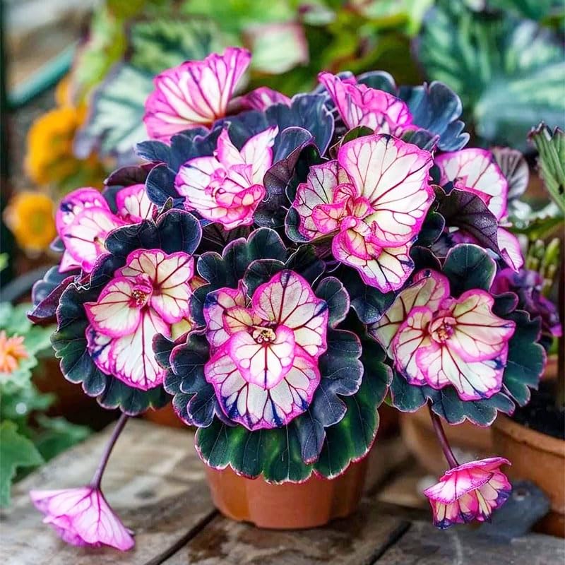 Begonia seeds border-bed display for lively flower borders.