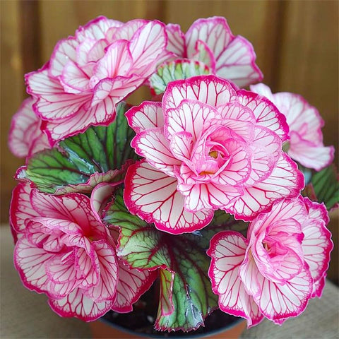Begonia seeds garden ornamental for borders and container displays.