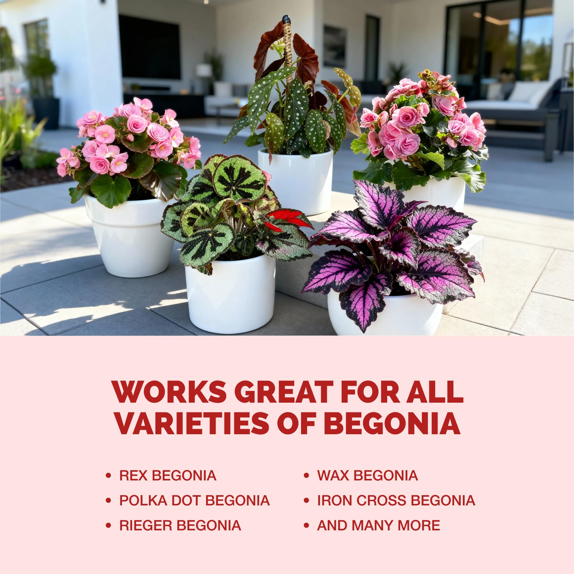 Regular liquid feeding with TPS NUTRIENTS Begonia Fertilizer supports lush growth in shaded settings.