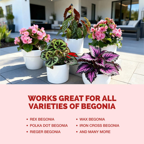 Regular liquid feeding with TPS NUTRIENTS Begonia Fertilizer supports lush growth in shaded settings.