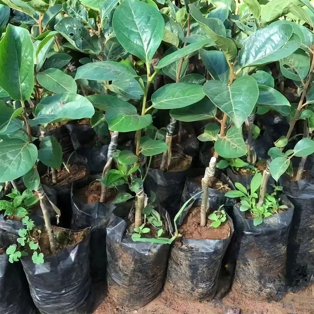 Belit 100-count seedling bag package for bulk use
