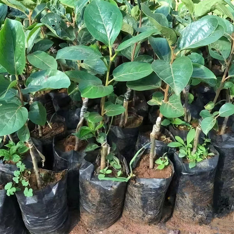 Belit 100-count seedling bag package for bulk use