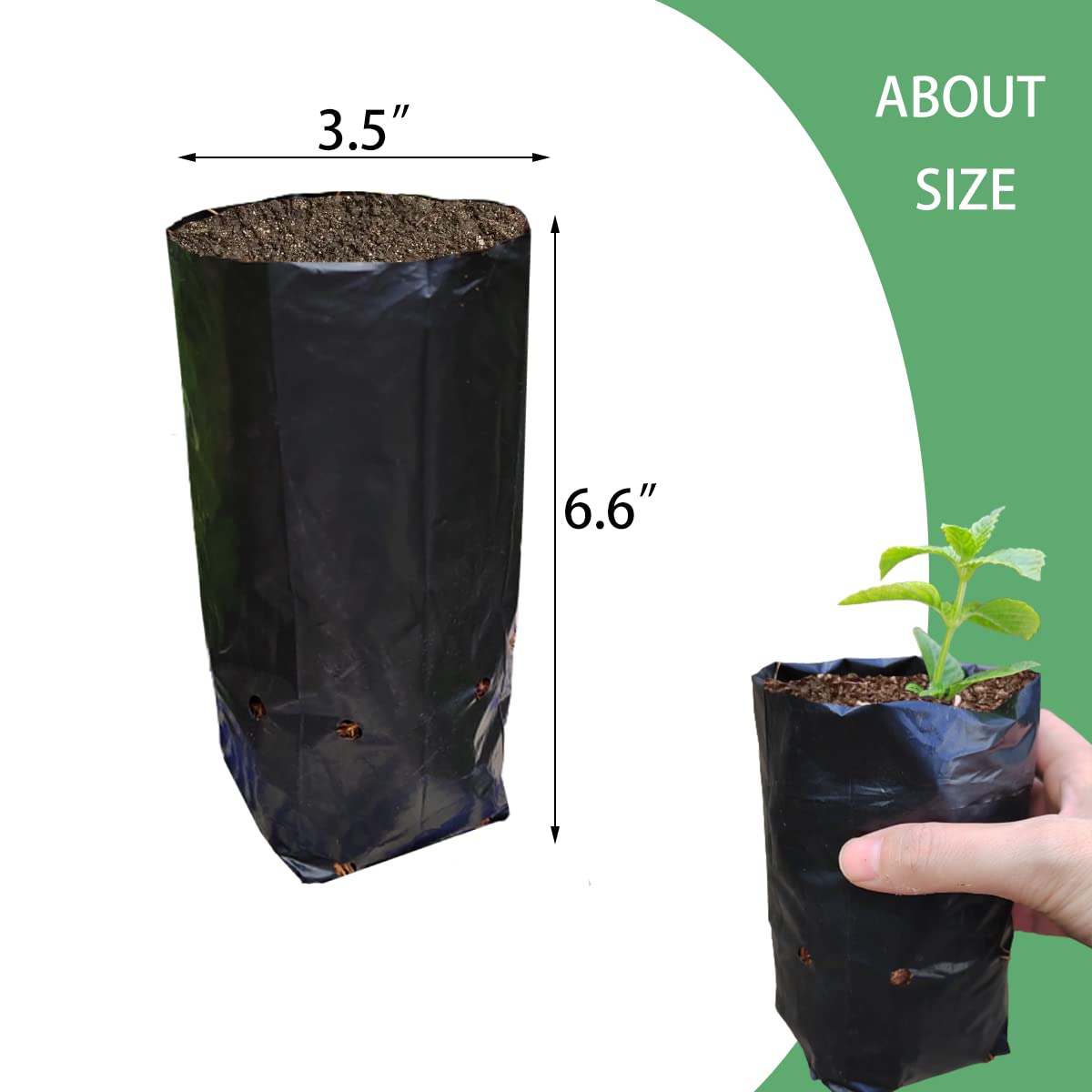 Belit bag preparing fruit-tree seedlings for transport