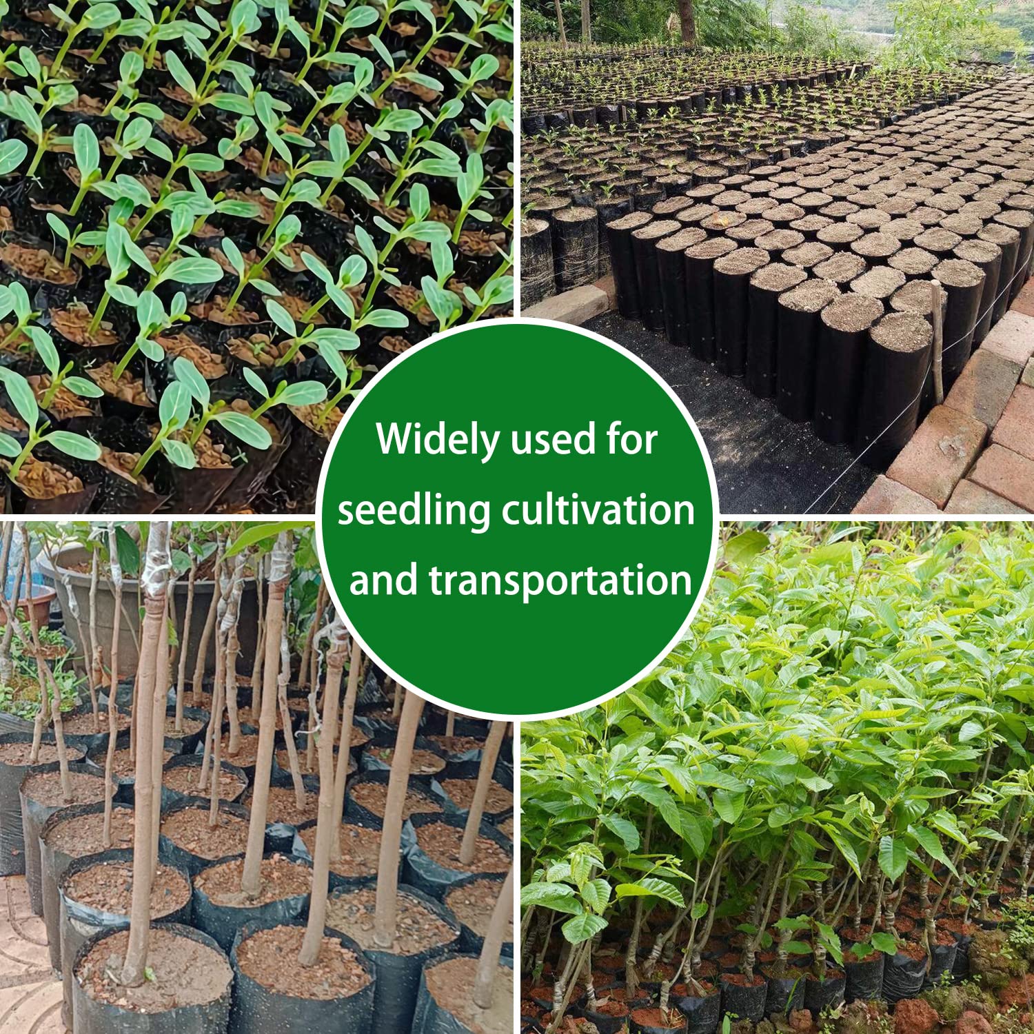 Belit seedling bag supports sapling growth at 3-5x6-6
