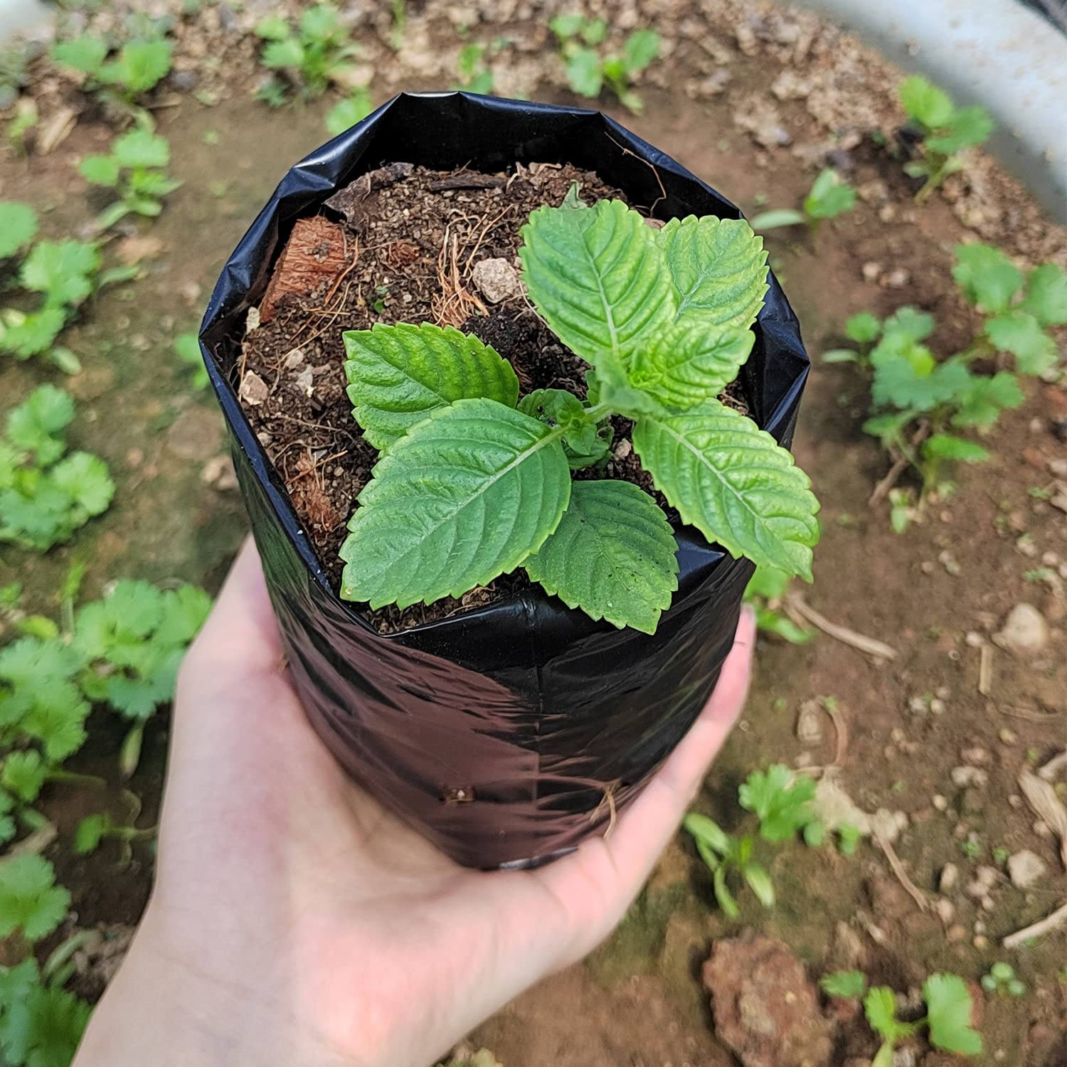 Belit seedling bag top view shows drainage holes for aeration