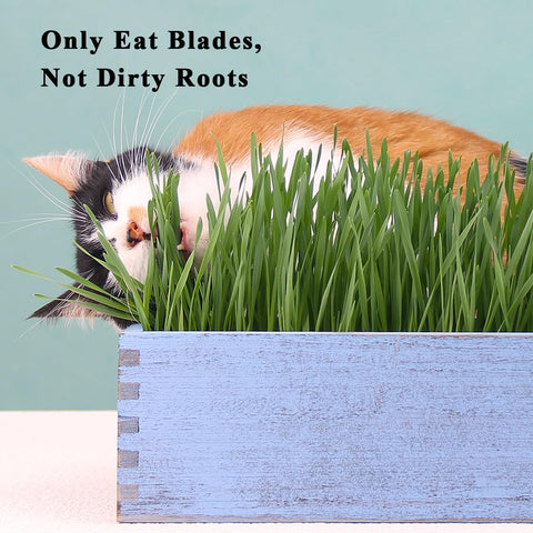 BENPIN vintage blue finish cat grass planter.