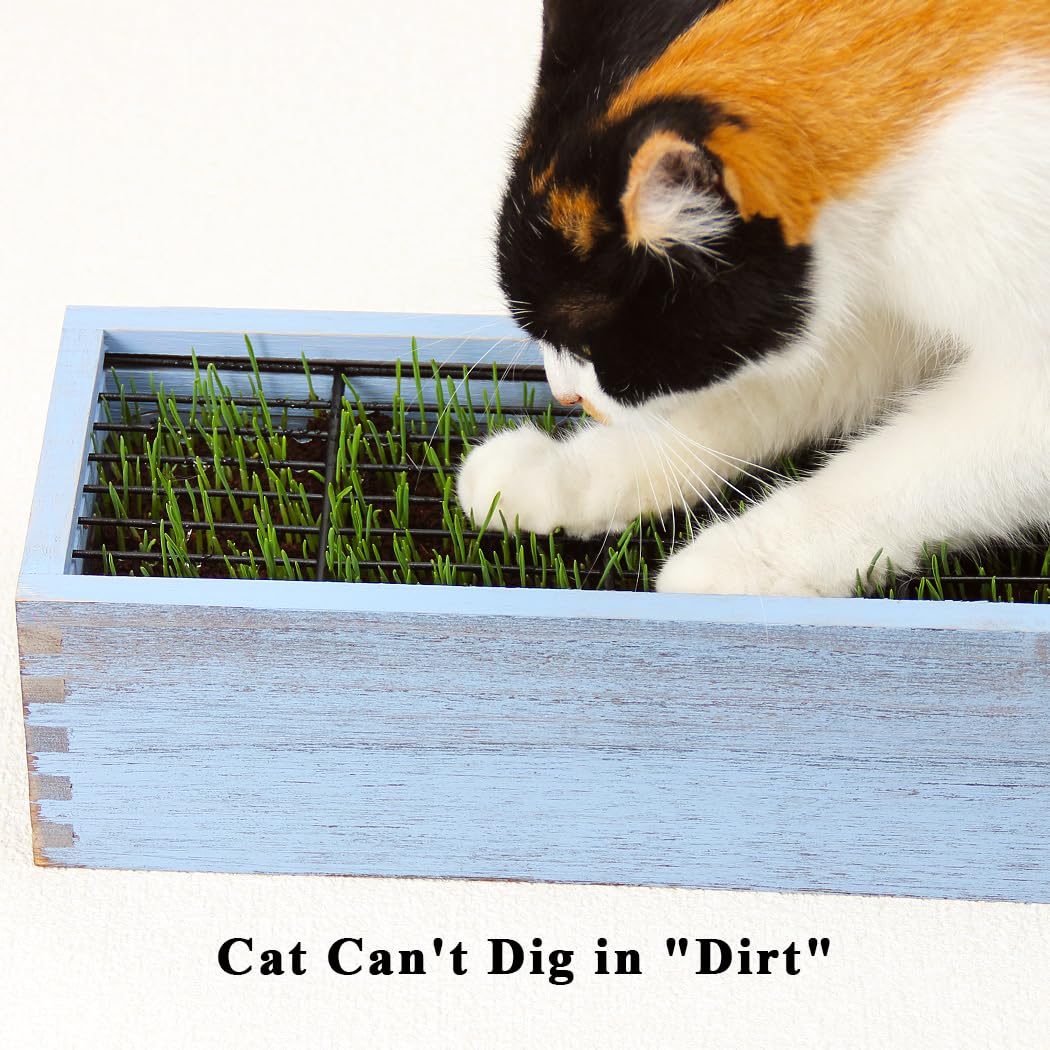 BENPIN wheat grass growing pot for indoor cats.