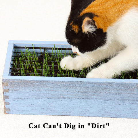 BENPIN wheat grass growing pot for indoor cats.