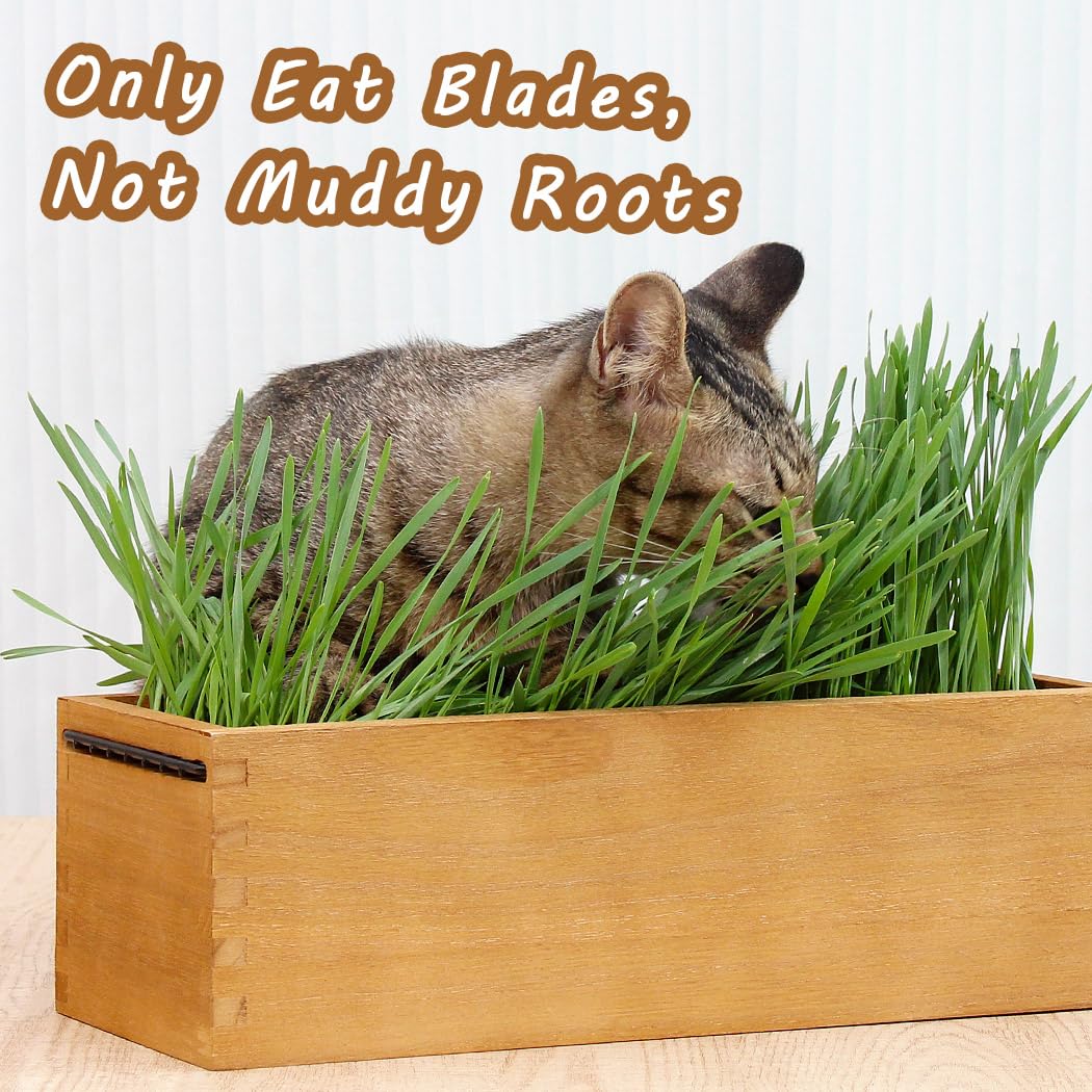 BENPIN wooden cat grass planter aged-yellow design complements indoor decor.
