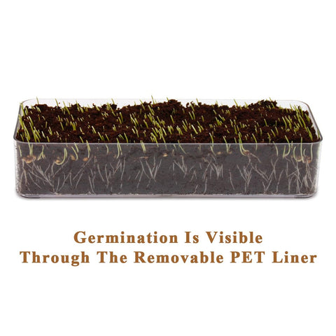 BENPIN wooden cat grass planter with potting soil disks for quick setup.