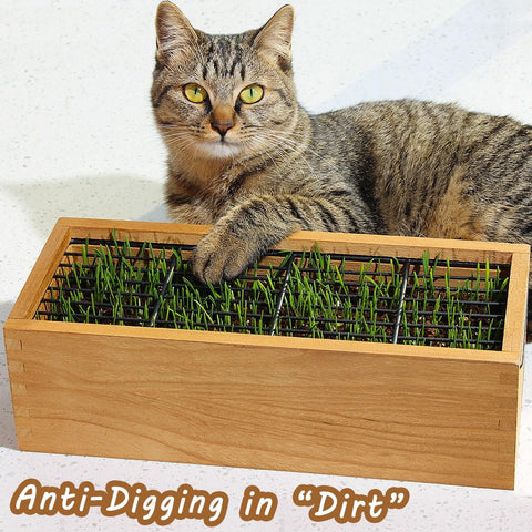 BENPIN wooden cat grass planter transparent liner shows visible germination progress.
